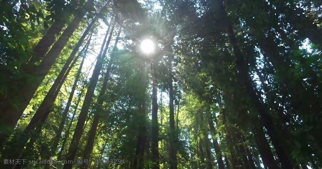 多媒体 实拍视频 自然风光 4k视频 自然风景 视频素材 4k视频素材 视频设计 风景 风景视频 大自然风景 唯美风景 植物 绿色植物 花草树木 花花草草 森林 森林景观 森林植物 航拍视频 阳光 创意视频 4k超清视频 超清视频 唯美风景视频 延时摄影 旅游风景 美景 树木 树干 大树 原始森林 创意视频素材 mp4