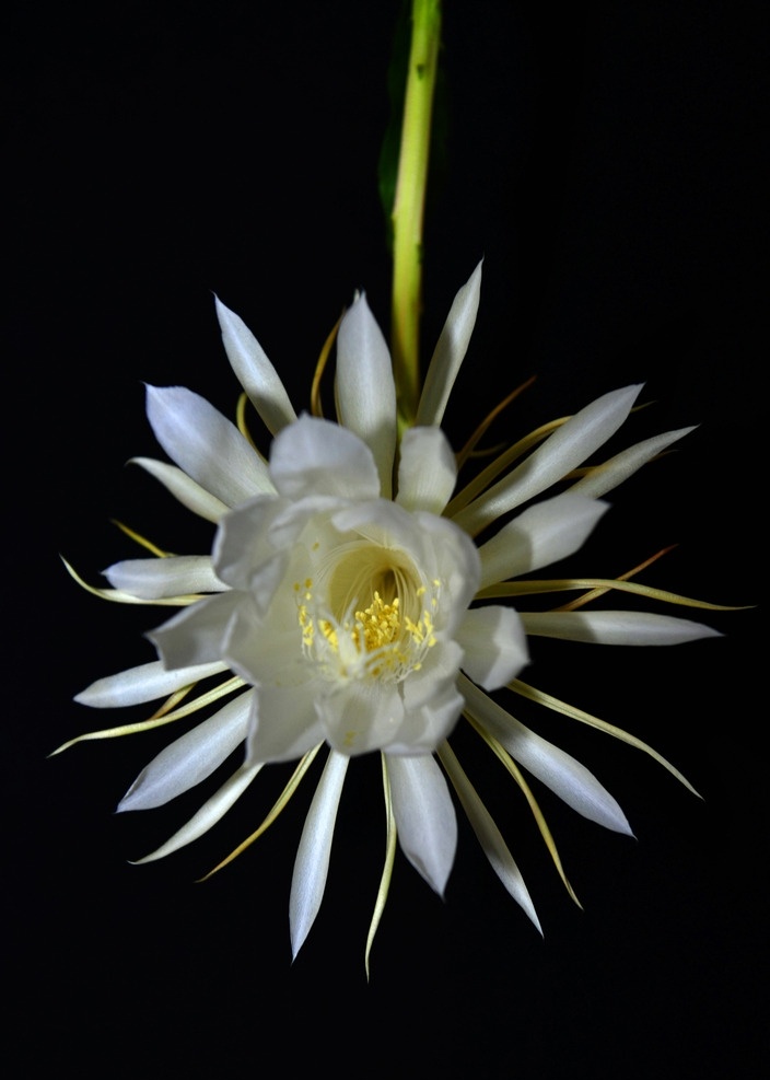 昙花绽放 黑色背景 昙花 绽放 洁白 昙花一现 花卉 白色 夜晚 白色花朵 天生丽质 生物世界 花草 雪白 花蕊 花蕾 怒放 花草树木