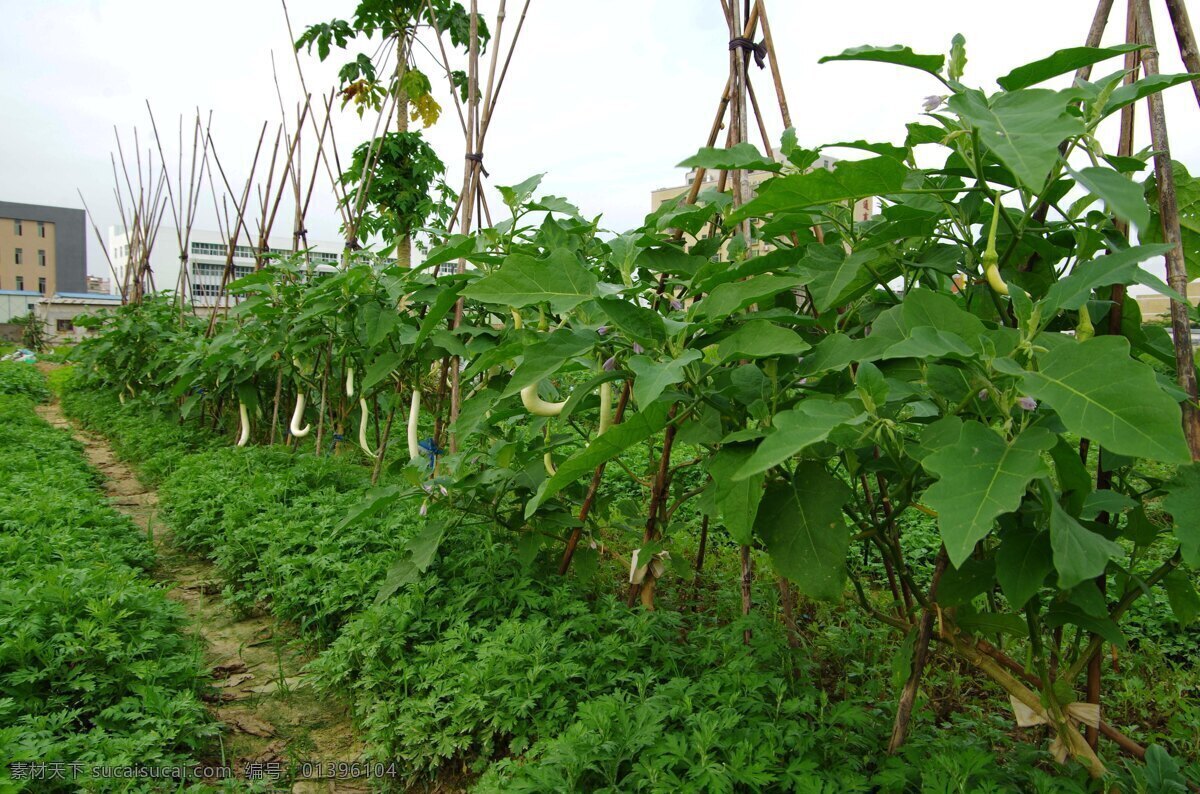 蔬菜基地菜园 蔬菜基地 菜园景观 菜篮子工程 菜园 菜地 白茄子 茄子 蔬菜 青菜 园沟 平房 支杆 棚架 天空 生物世界