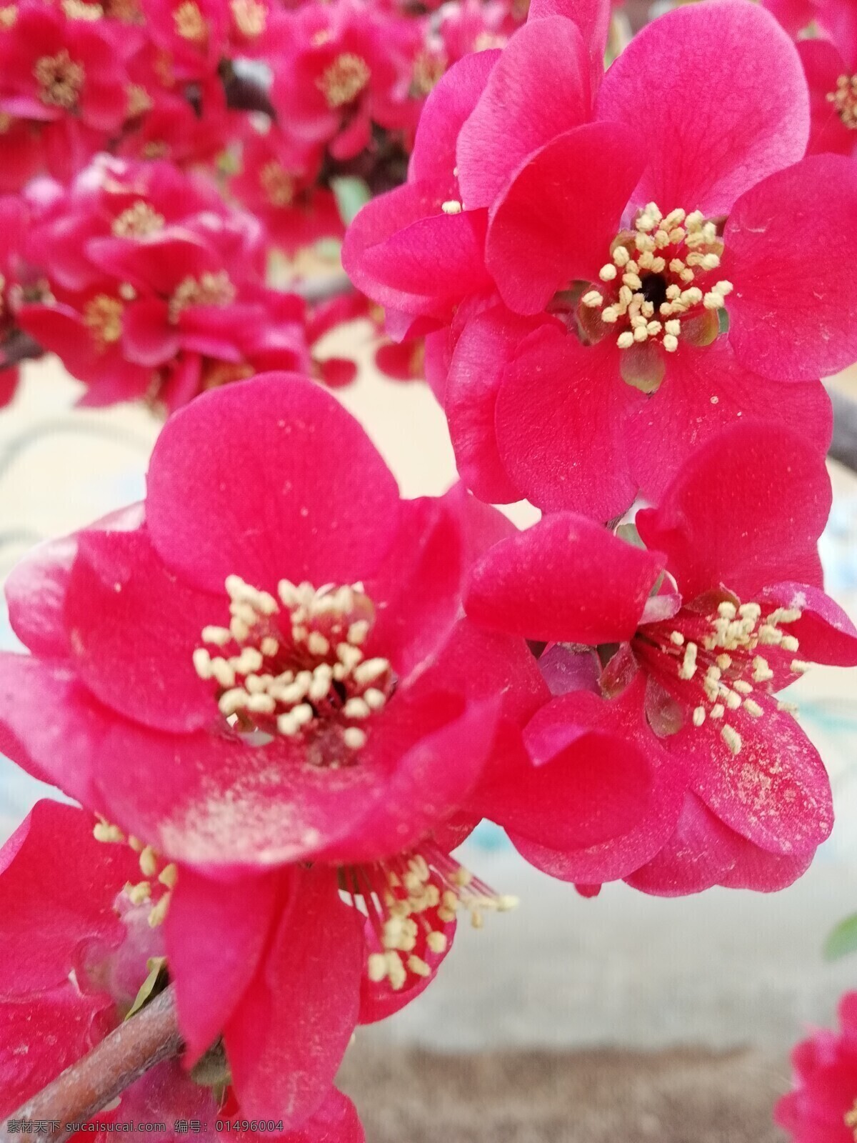 木海棠 近景 花瓣 特写 自然景观