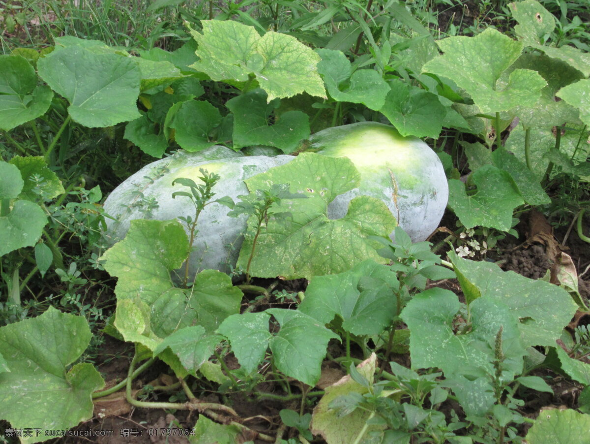 冬瓜 植物 田园 田园风光 自然景观