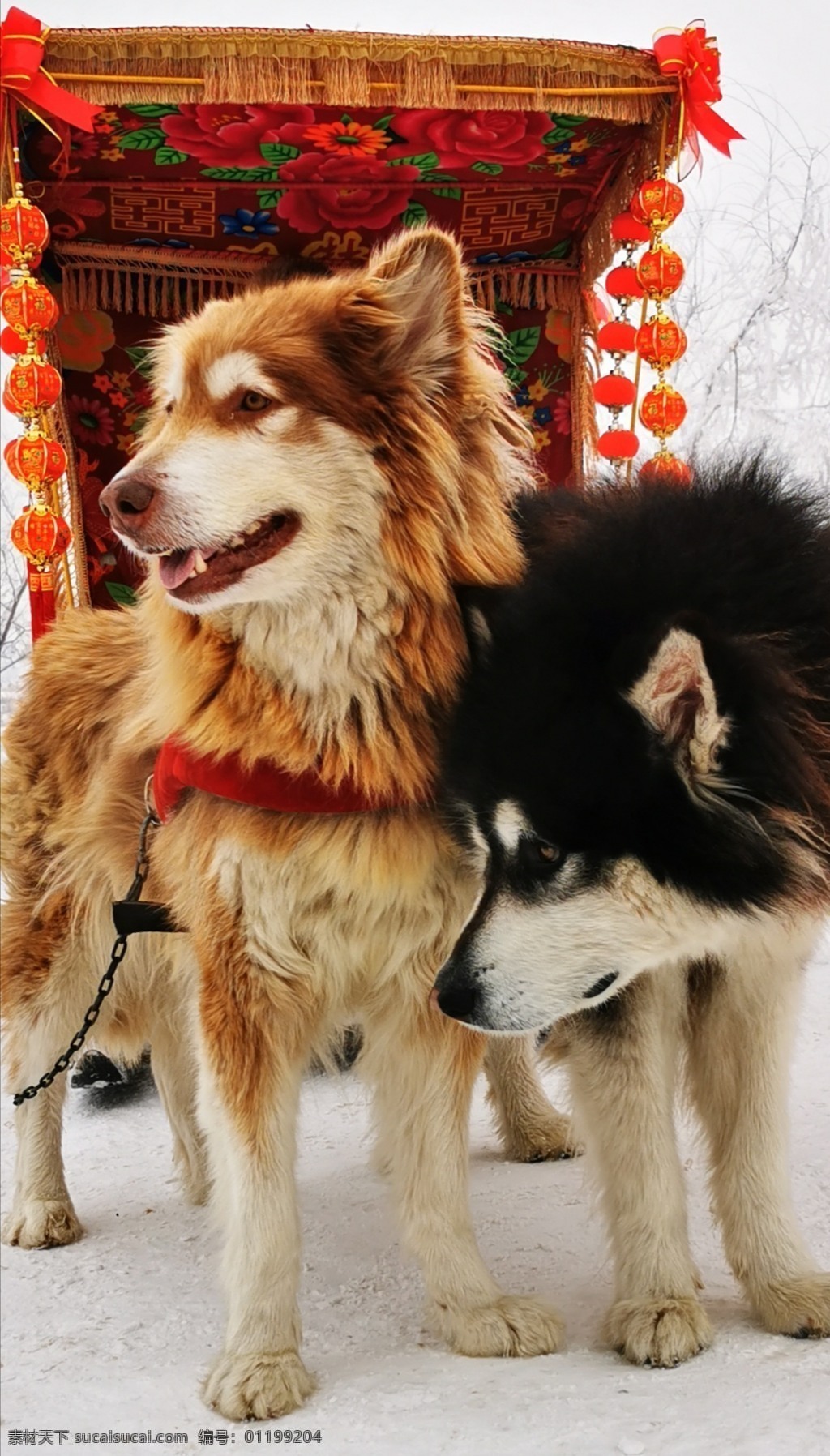 狗狗图片 宠物 狗 雪地 冬日 雪橇 旅游摄影 国内旅游
