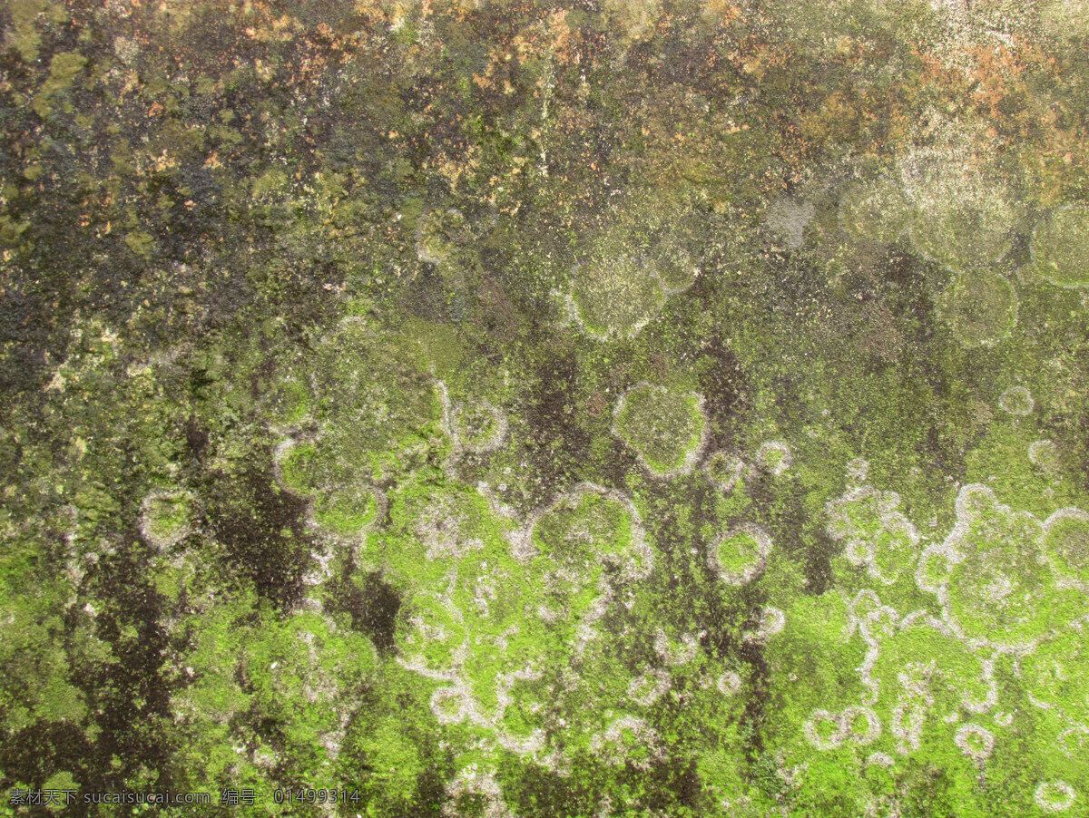长 苔藓 水泥 墙面 水泥墙 绿苔 苔痕 背景 底纹 机理 纹理 摄影素材 灰色