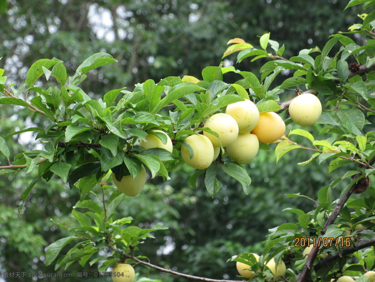 李子 生物 水果 植物 李子树 生物世界