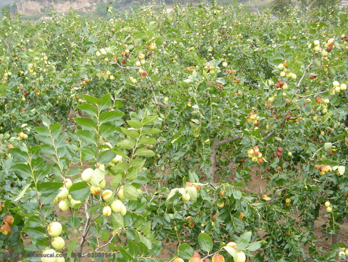 梨枣园 大片梨枣树 水果 生物世界