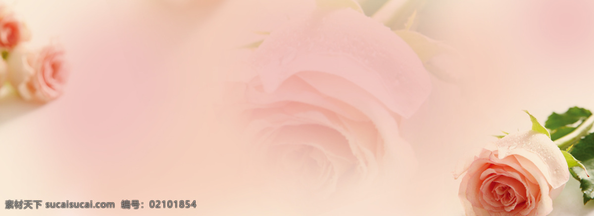 唯美 粉色 花朵 背景 banner 春季 粉底 粉色花朵