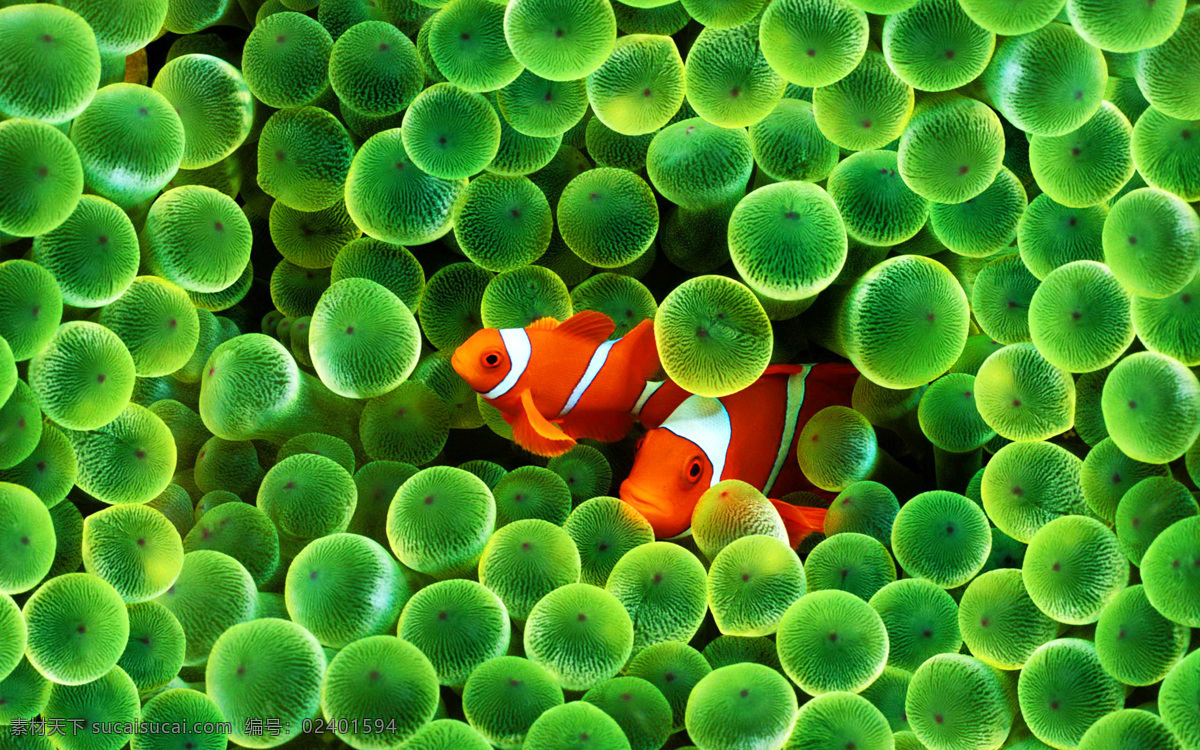 小鱼 海藻 海洋生物 小丑鱼 绿色海藻 自然风景 生物世界