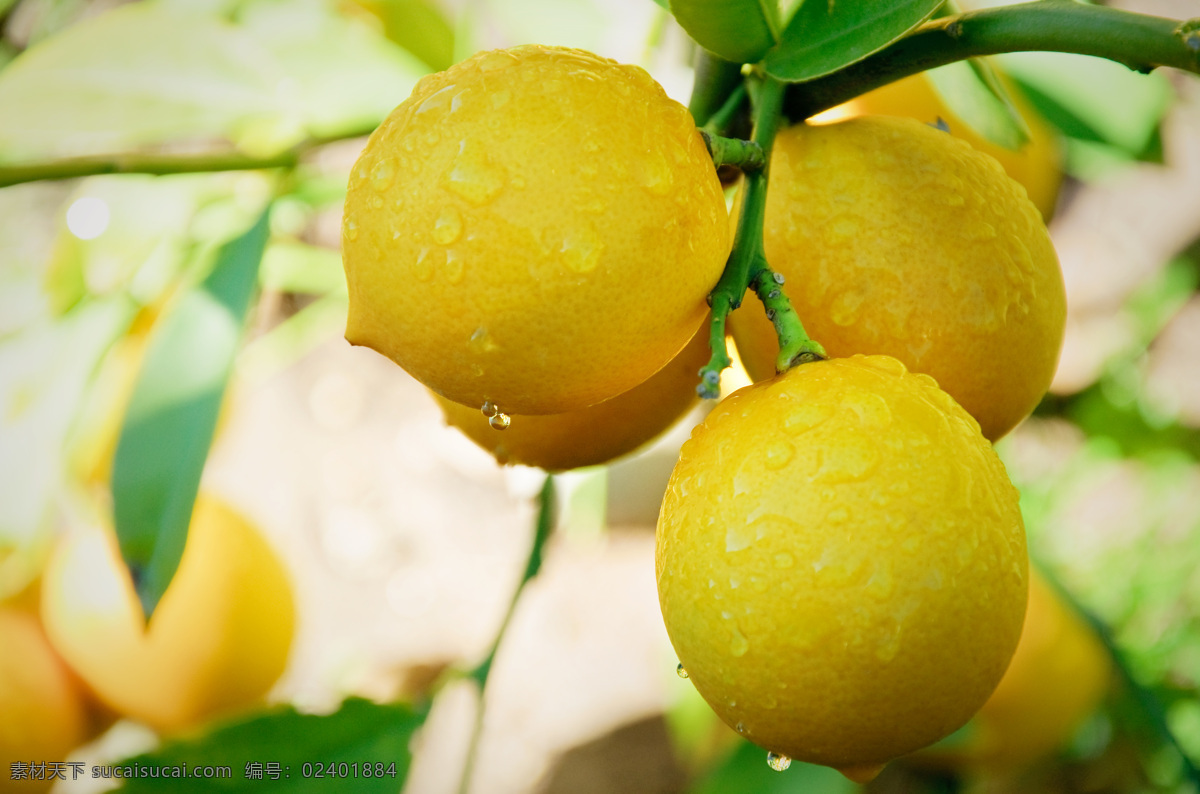 柠檬 树 lemontree 柠檬树 lemon树 成熟柠檬 金色柠檬 结果的柠檬树 lemon 生物世界 水果