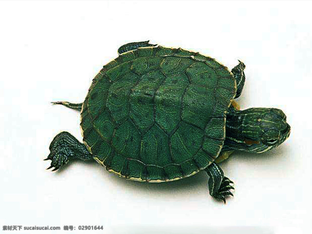 乌龟图片 乌龟 绿乌龟 海龟 爬行类 动物