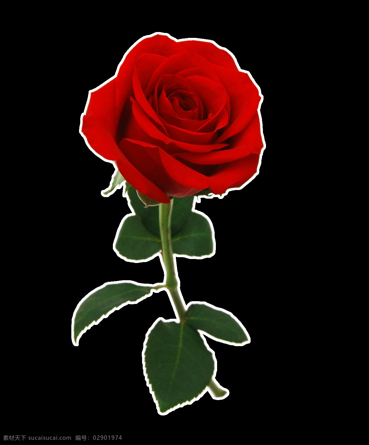 情人节 玫瑰花 装饰 元素 红玫瑰 七夕 情人 设计元素 粉红玫瑰 花 广告素材 免扣素材