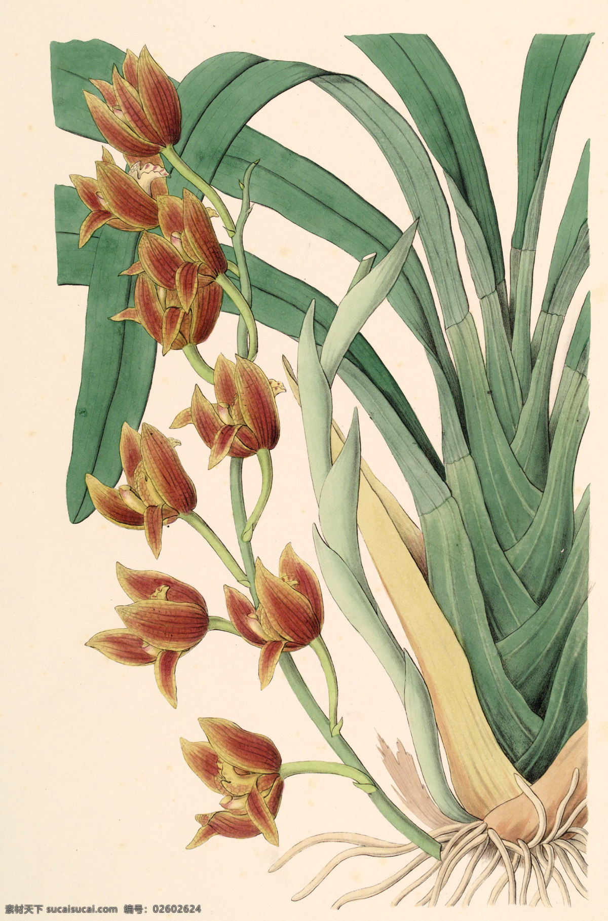 手绘花朵 手绘兰花 兰花插画 植物 自然 生物 手绘花鸟 植物果实插画 兰花 插图 彩色兰花图 唯美鲜花 漂亮 鲜花 装饰画 欧式 花卉 传统艺术 艺术 花朵 花鸟画 手绘花鸟画 中国画 古典复古 写意画 电脑画 风景画 植物果实 插画 生物世界 花草