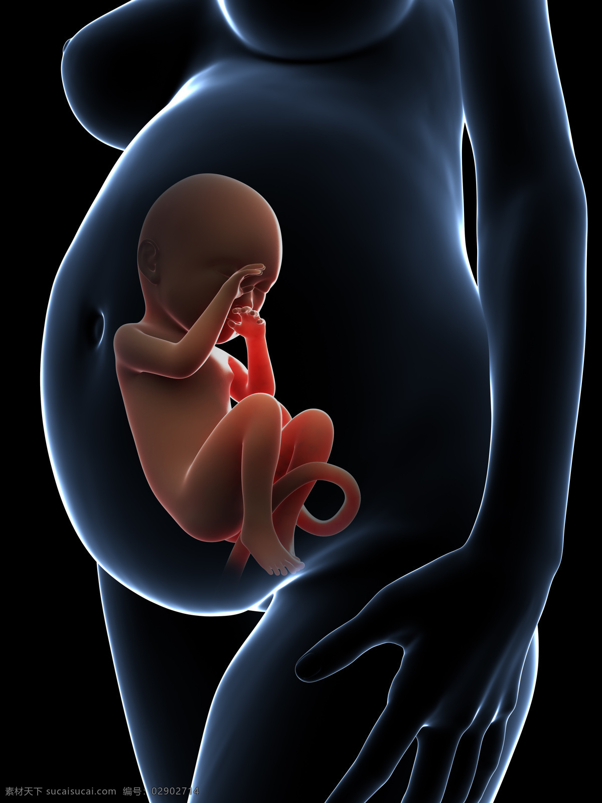 孕妇 肚 中 胎儿 婴儿 发育 孕育 胚胎发育 儿童图片 人物图片