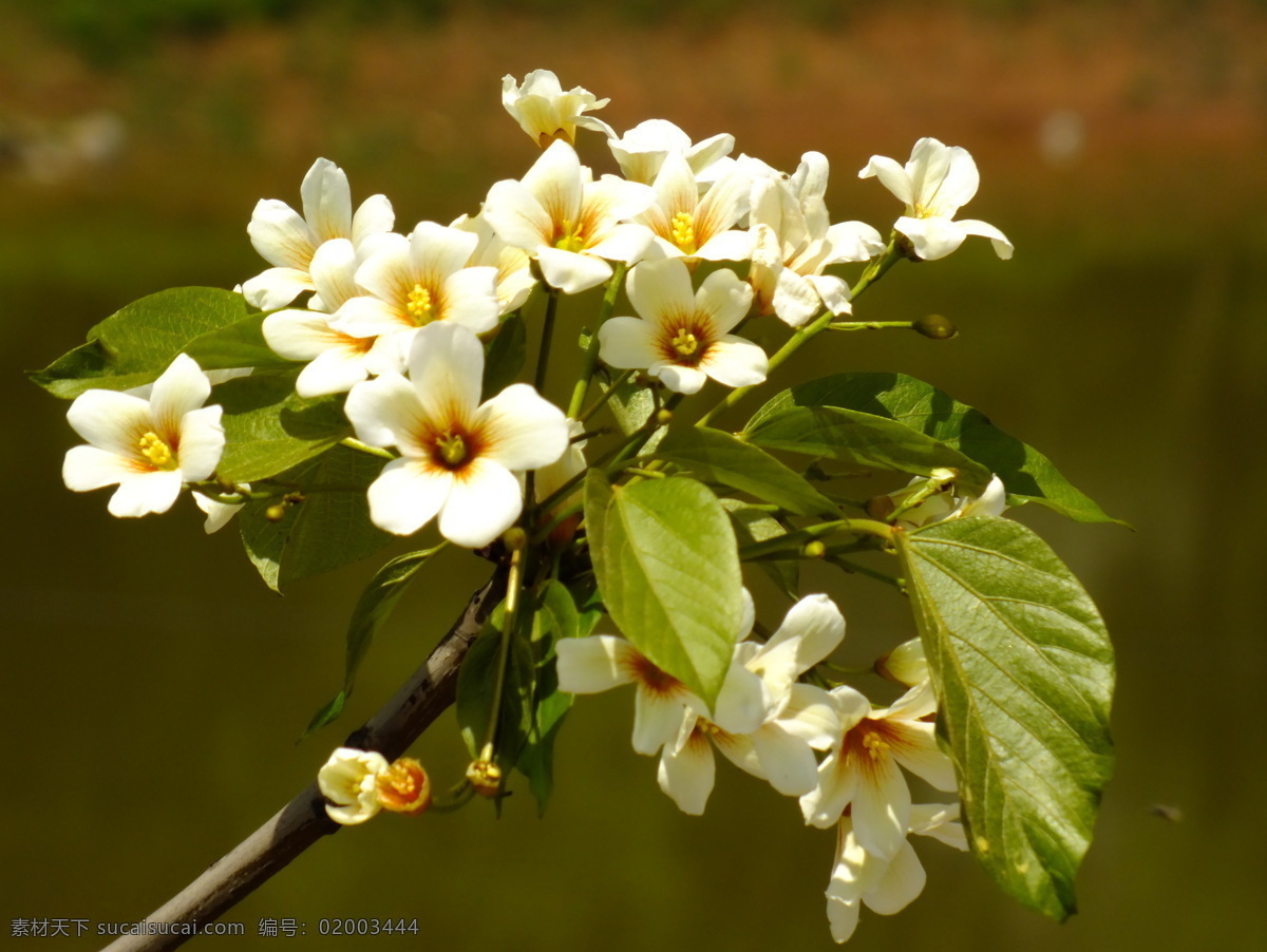 桐子花开 桐子花 花卉 春天 花草 生物世界 黑色