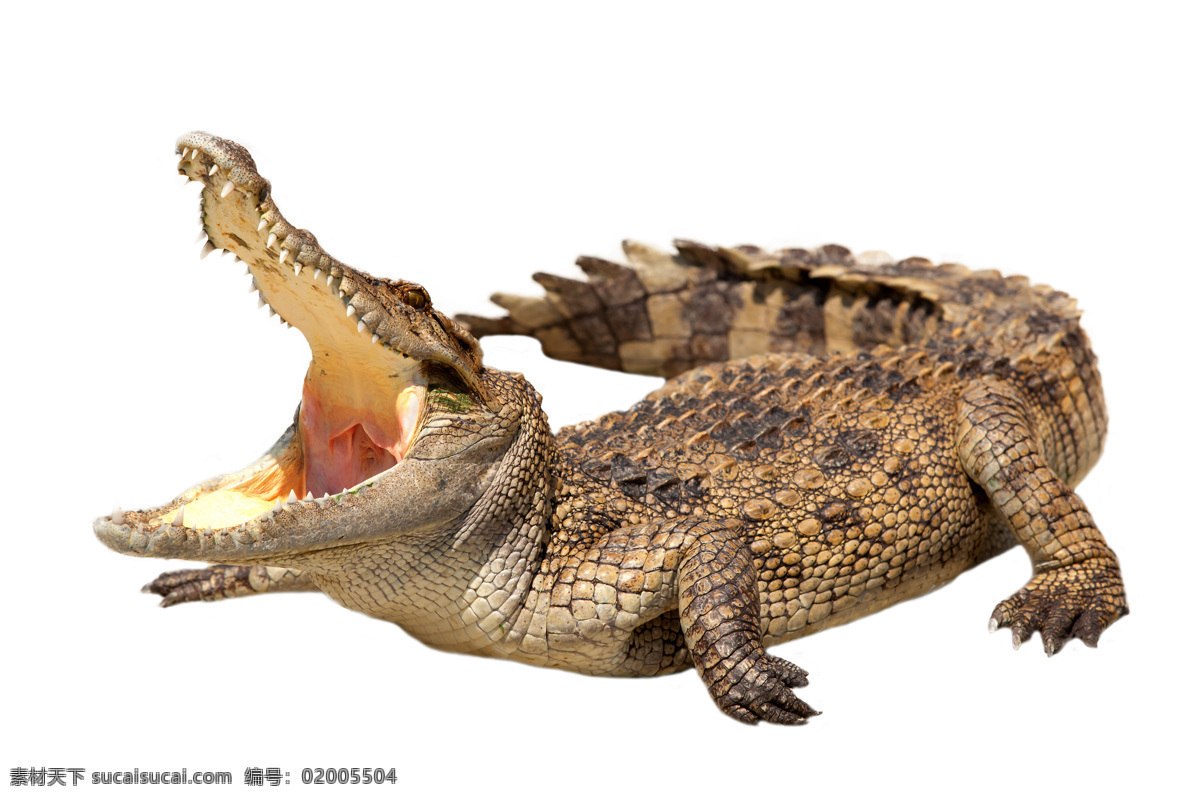 张大 嘴巴 鳄鱼 野生动物 爬行动物 动物世界 水中生物 生物世界