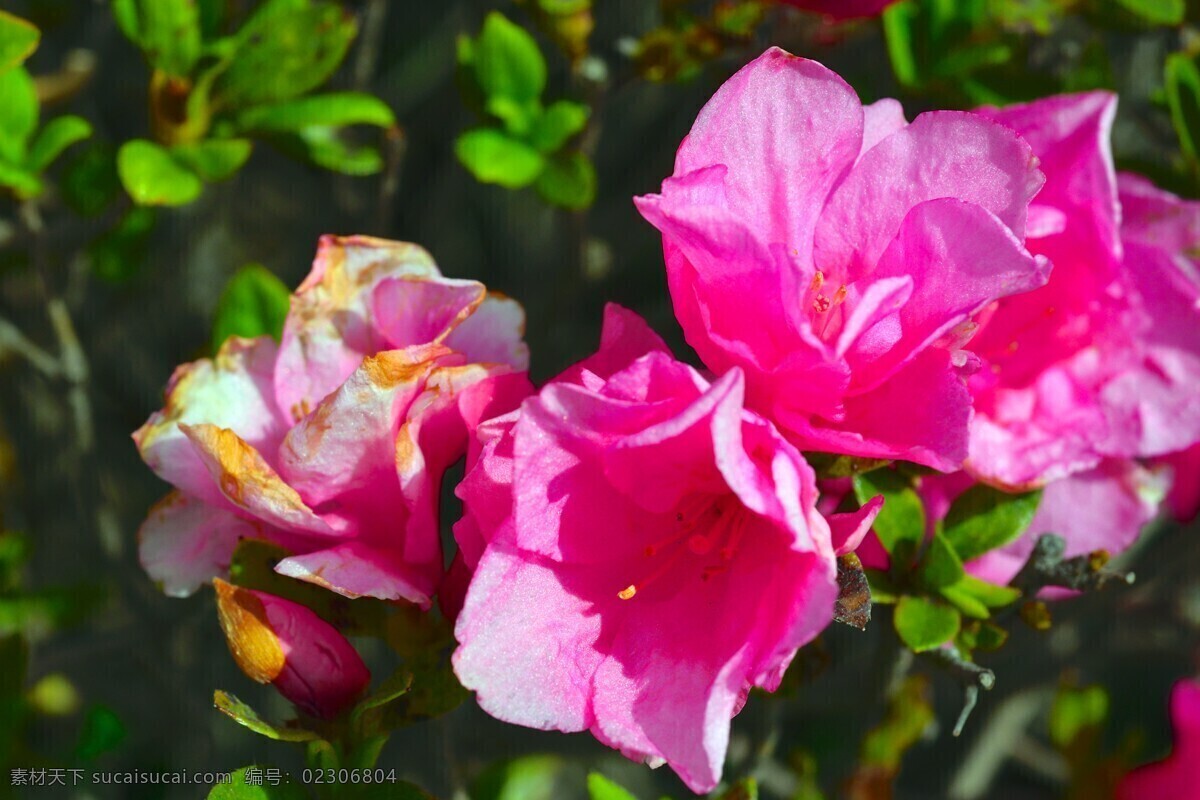 美丽山茶花