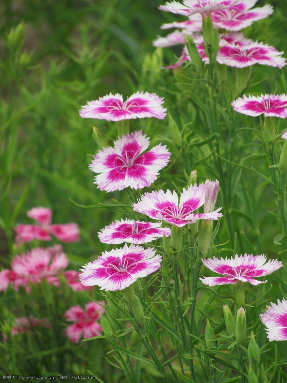 石竹 石竹花 紫红 花 植物 红 白边 特写 森林公园 dinohsiang 花草 生物世界