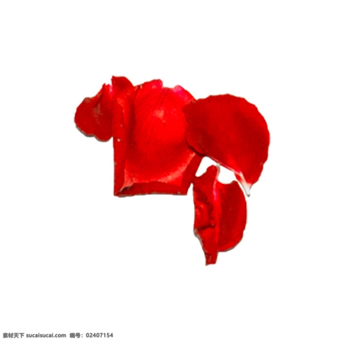 玫瑰 花瓣 实拍 免 抠 玫瑰花瓣 红色 红玫瑰 鲜花 花卉 植物 爱情 情人节 红玫瑰免抠 实物 拍摄