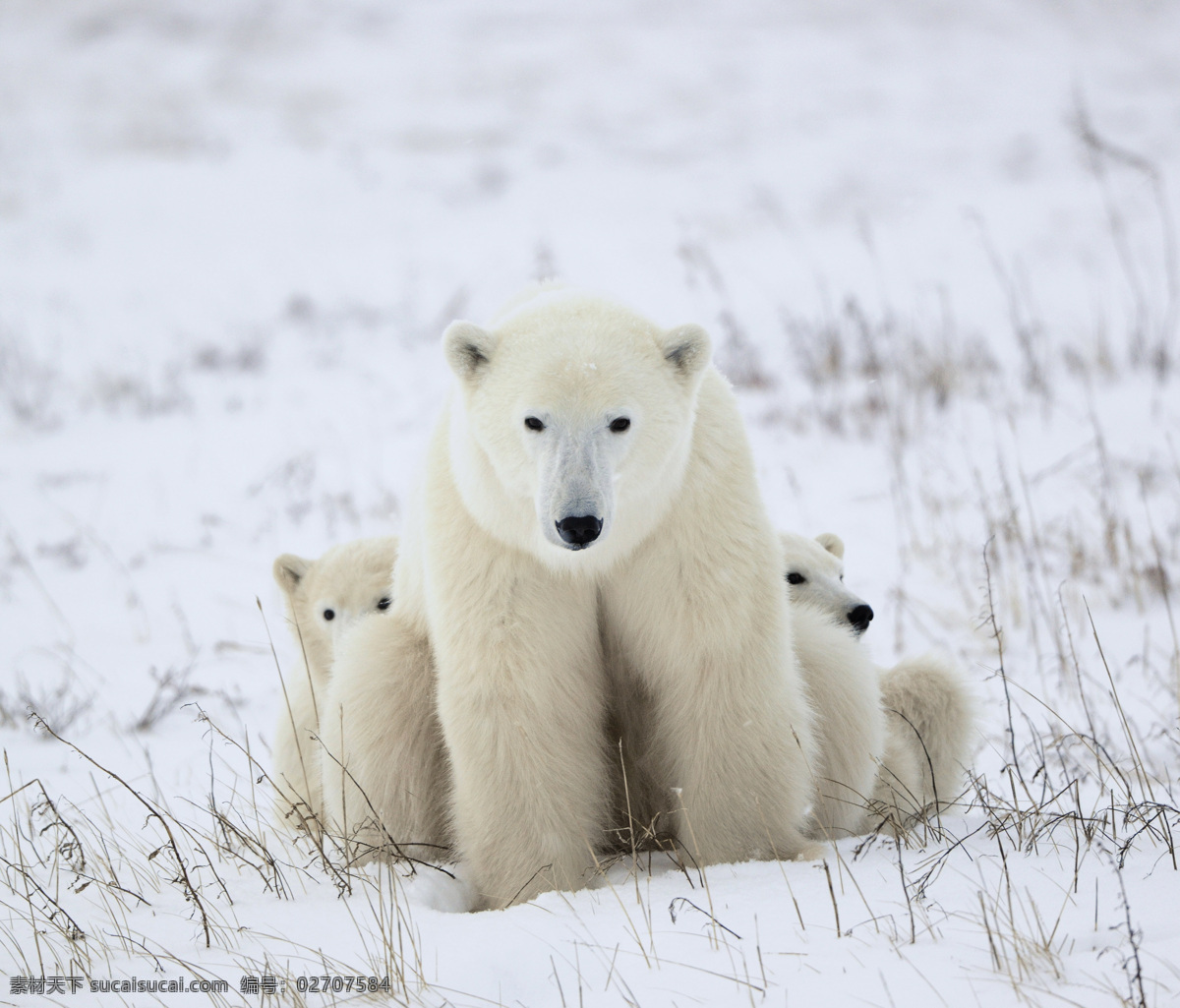 坐在 雪地 里 北极熊 熊 动物 野生动物 动物世界 陆地动物 动物摄影 生物世界