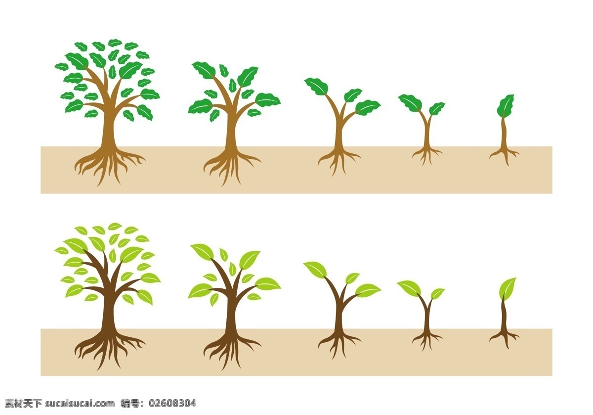 矢量 树木 成长 过程 矢量树木 手绘树木 树 树跟 矢量素材 手绘植物 植物素材 成长过程