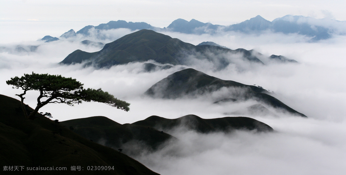 武功山云海 云中武功山 云雾 武功山 松树 山脉 江西萍乡 萍乡风光 萍乡旅游 萍乡人文 蓝天 云海 国内旅游 旅游摄影