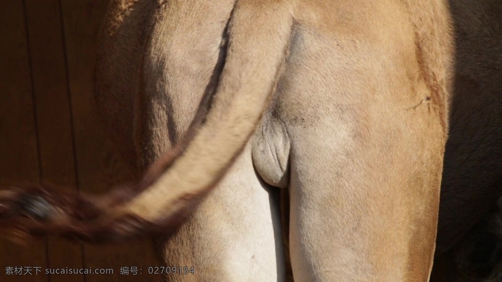 视频背景 实拍视频 视频 视频素材 视频模版 动物 牛 屁股 动物视频 牛屁股