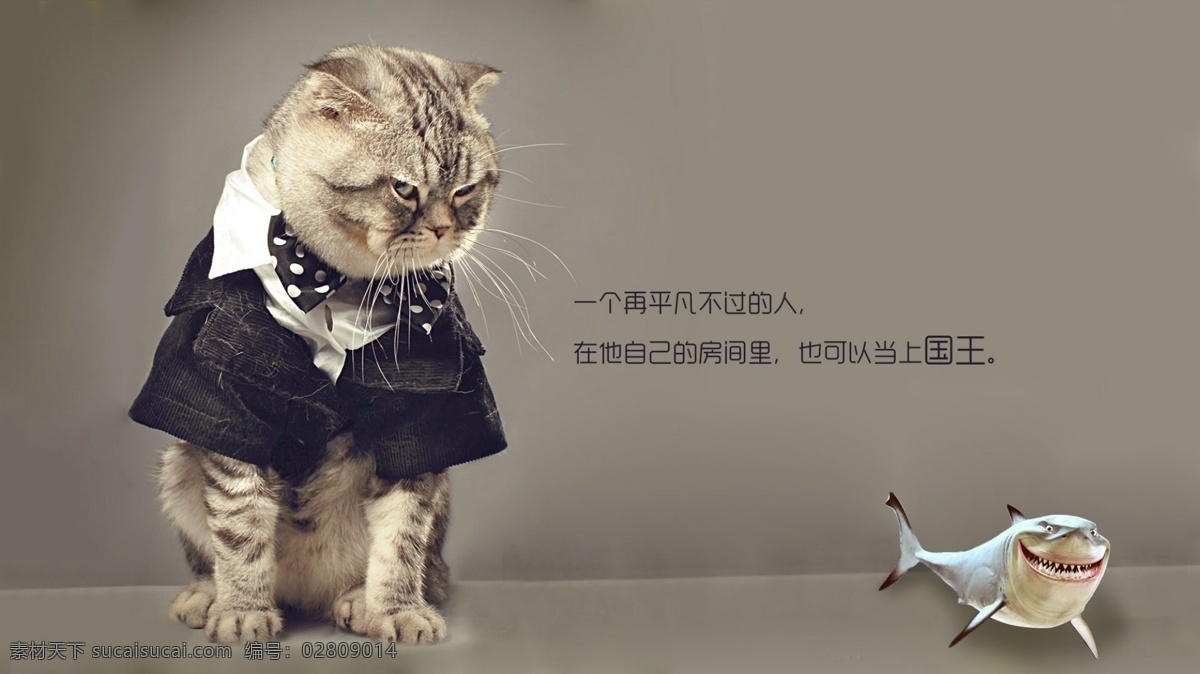 猫吃鲨鱼 猫 鲨鱼 壁纸 灰色
