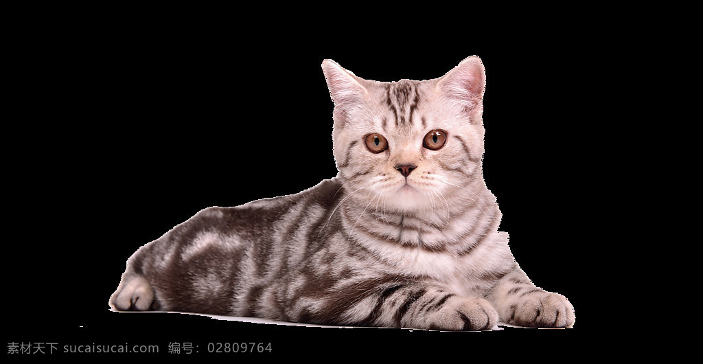 小 猫咪 免 抠 透明 图 层 可爱 卖 萌 小猫 死人 世界 上 最 可爱小猫图片 小猫咪图片 大全 小猫图片高清 小猫海报素材 小猫图片