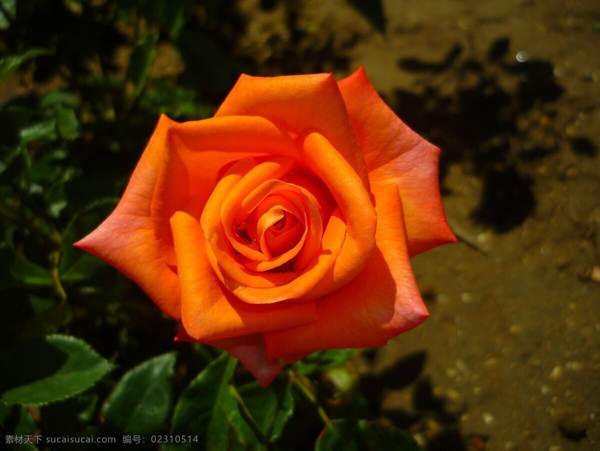 玫瑰花 玫瑰 黄色花 玫瑰花图片 玫瑰花素材 玫瑰花模板 植物 花卉 黄玫瑰 花草树木 生物世界 花草