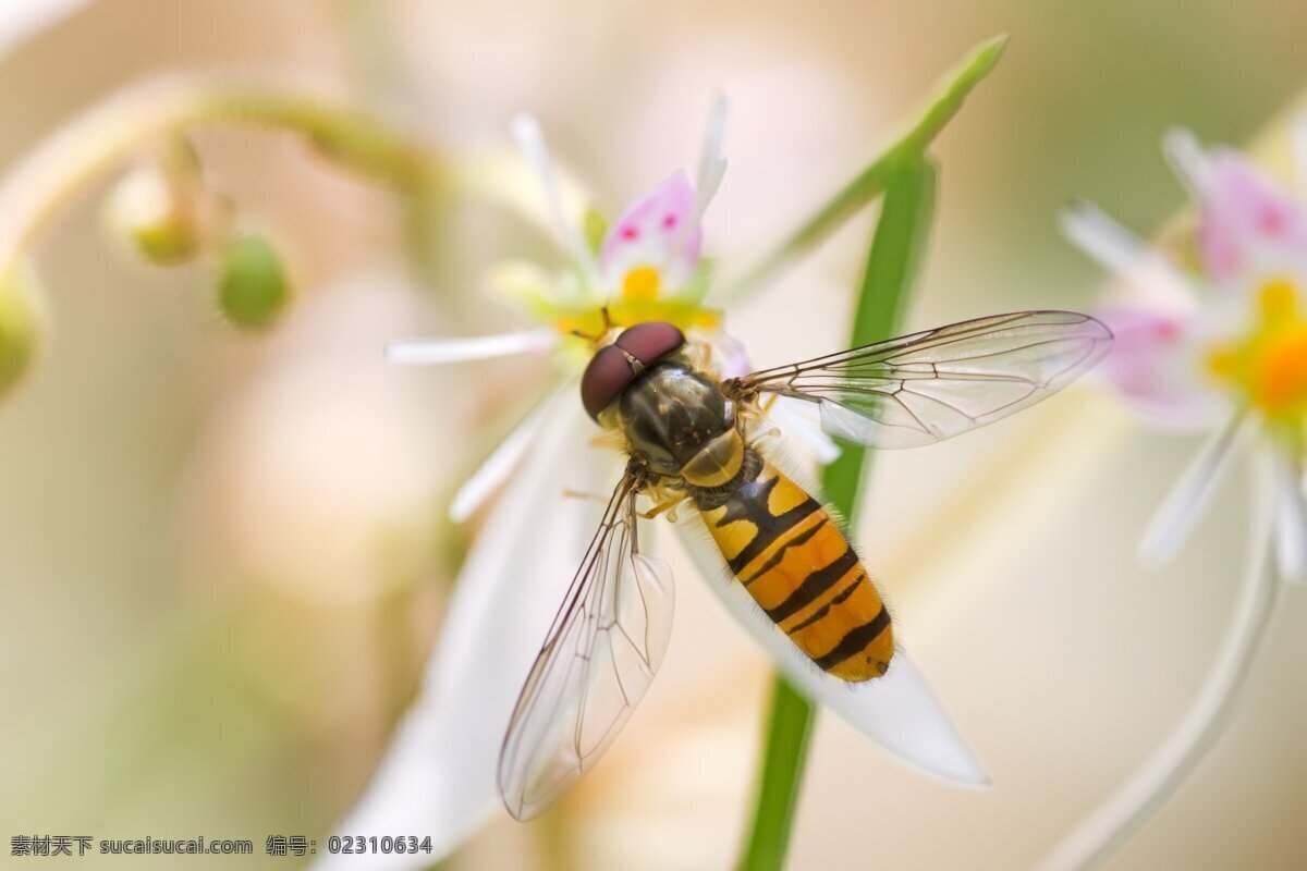 昆虫免费下载 蜂蜜 昆虫 蜜蜂 生物世界 蜜蜂特写 高清蜜蜂