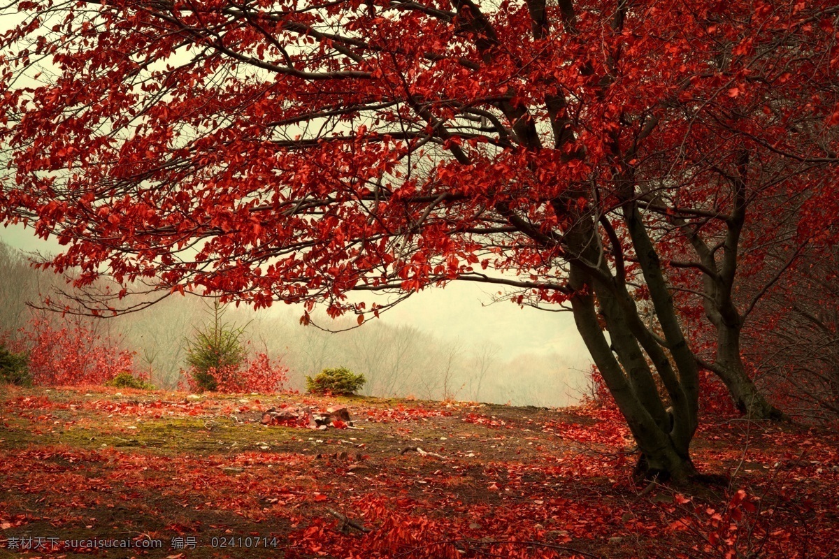 香山红叶 唯美 风景 风光 旅行 自然 北京 香山 红叶 秋景 秋天 生物世界 树木树叶