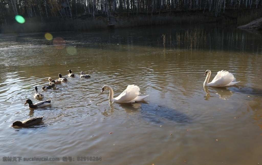 俄罗斯天鹅 鸳鸯 天鹅湖 莫斯科 郊外 生物世界 家禽家畜