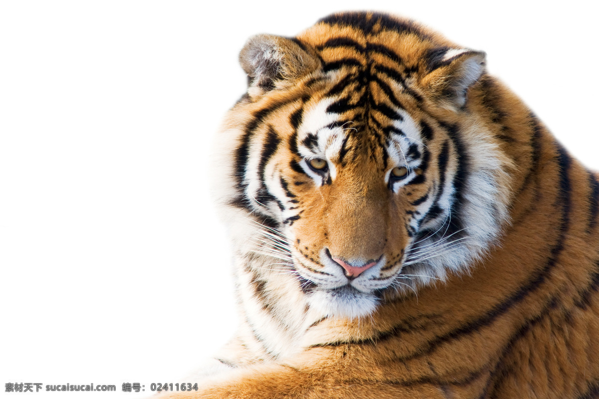 老虎图片素材 老虎 猫科动物 动物世界 陆地动物 生物世界