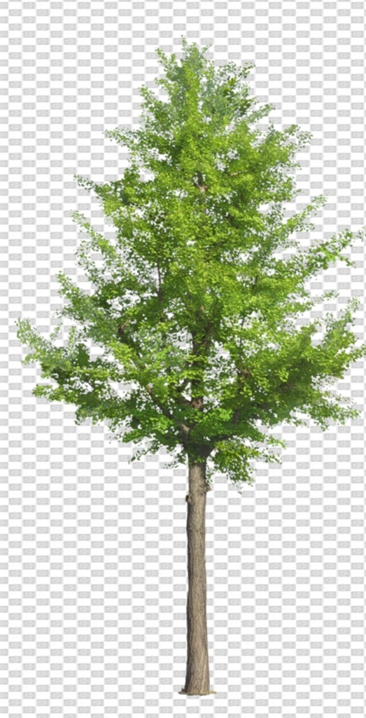 透明 底 植物 透明底植物 藤条 树 ps后期 ps后期素材 园林素材 景观素材 树枝 psd分层图 透明底花艺 绿植 免抠图 分层图 图层 透明背景 植物透明底 分层