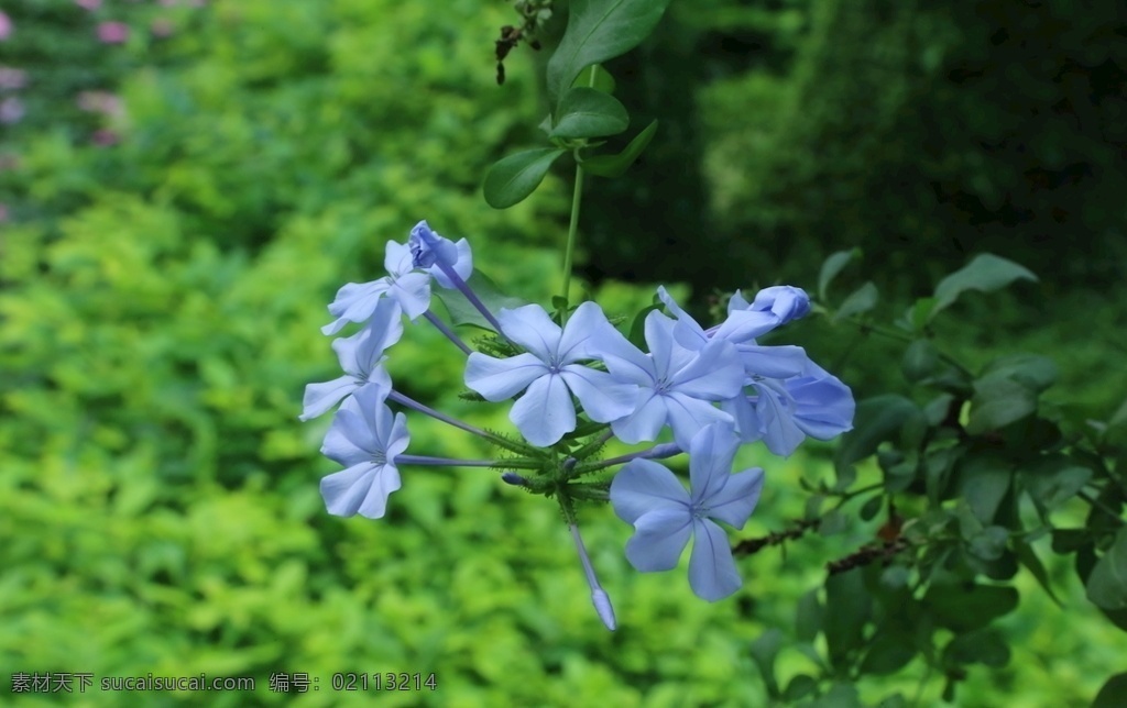 蓝雪花 蓝花丹 蓝雪丹 蓝茉莉 观赏花卉 花瓣 花朵 花儿 花草 花卉 花心 园林风景 绿化景观 花卉大观园 生物世界