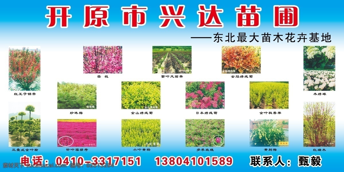 苗木 红王子 栾枝 紫叶风箱果 金焰绣线菊 木绣球 珍珠梅 金山绣线菊 日本绣线菊 金叶枫香果 三叠式金叶榆 针叶福禄考 小叶黄杨 多季玫瑰 黄刺梅 分层 源文件