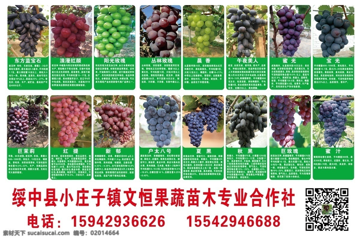 绥中县 小庄子镇 果蔬苗木 专业合作社 各种葡萄介绍 白底 葡萄图片 绿底白字 优质葡萄苗 优质葡萄 品种众多