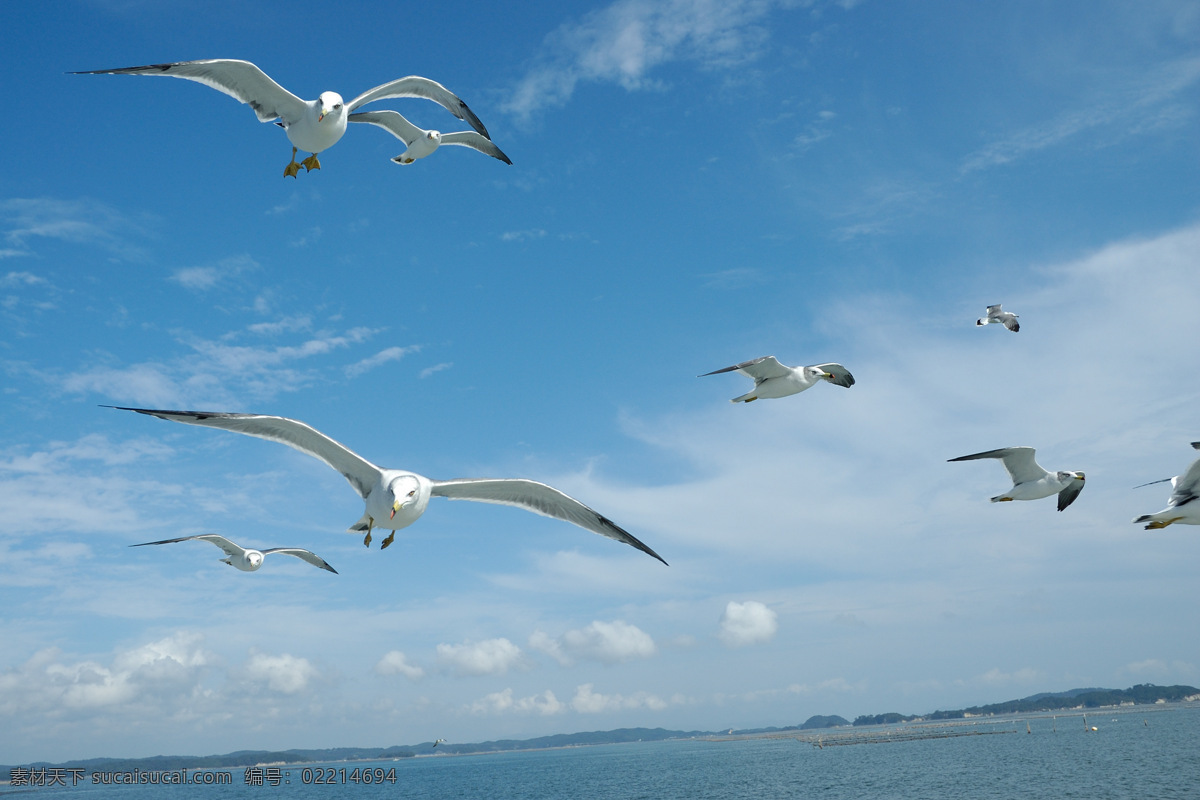 海上 风景 大海 海鸥 蓝天 生活 旅游餐饮