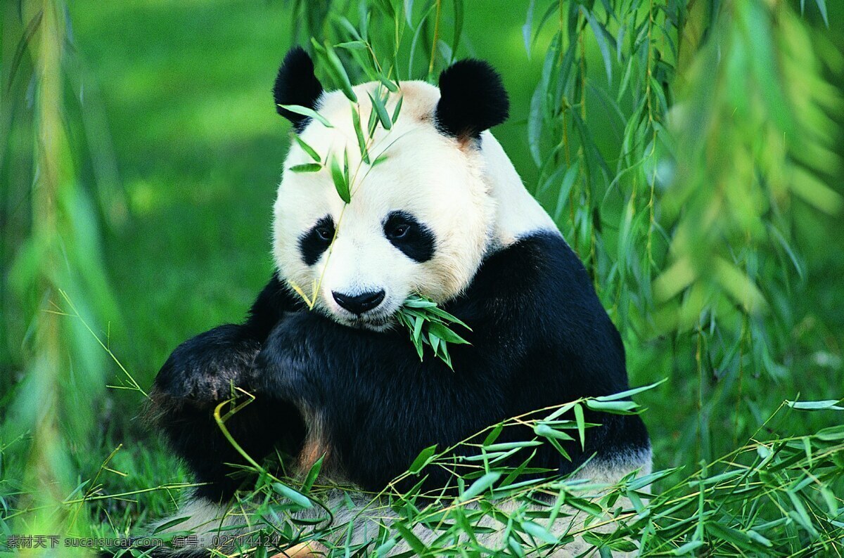 动物 老虎 生物世界 野生动物 摄影图库