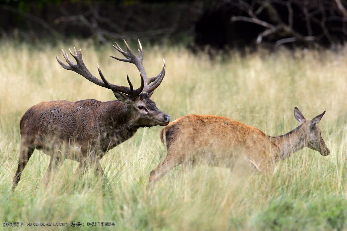追逐的鹿 草原 草地 鹿 麋鹿 野生动物 动物世界 摄影图 陆地动物 生物世界 黑色
