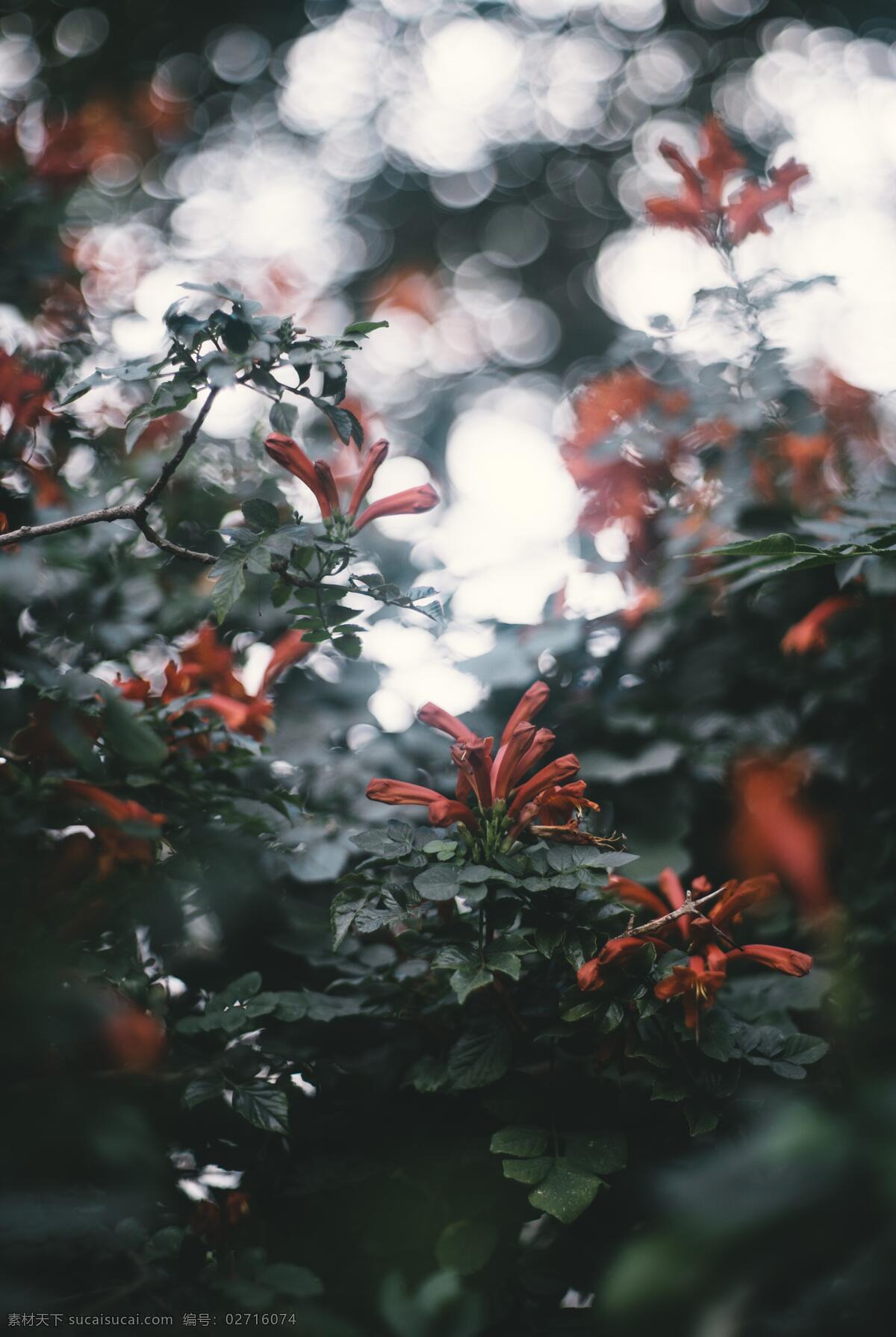 玫瑰花摄影 玫瑰花苞 七彩玫瑰 玫瑰 红玫瑰 白玫瑰 黄玫瑰 粉玫瑰 蓝玫瑰 紫玫瑰 蝴蝶兰 蓝色妖姬 自贡玫瑰 含苞待放 月季 月季花 粉色玫瑰 花枝 插花 瓶艺 花束 玫瑰花束 一捧花 一束花 花瓣 花朵 花骨朵 花卉 花草 鲜花绿叶 鲜花 花海 玫瑰花海 花蕾 花蕊 生物世界