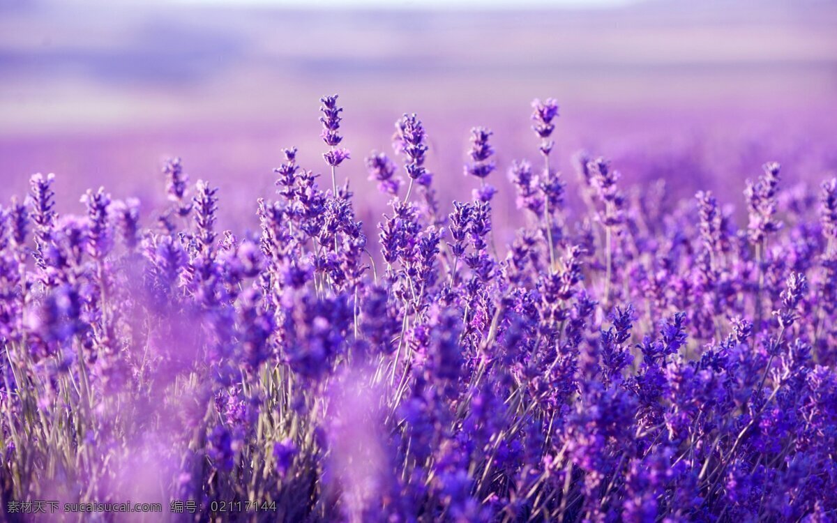 美丽的薰衣草 薰衣草 花朵 紫色 美丽 植物 自然生物 生物世界 花草