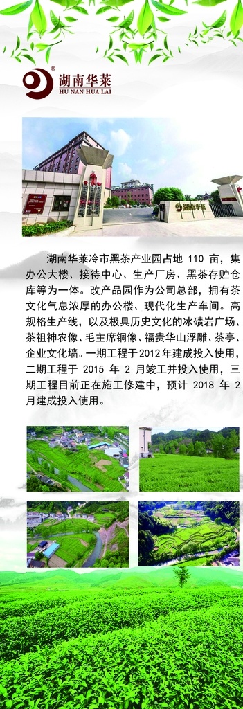 华莱茶 黑茶 海报 茶 展板 茶文化 养生 华莱健 中国风 分层
