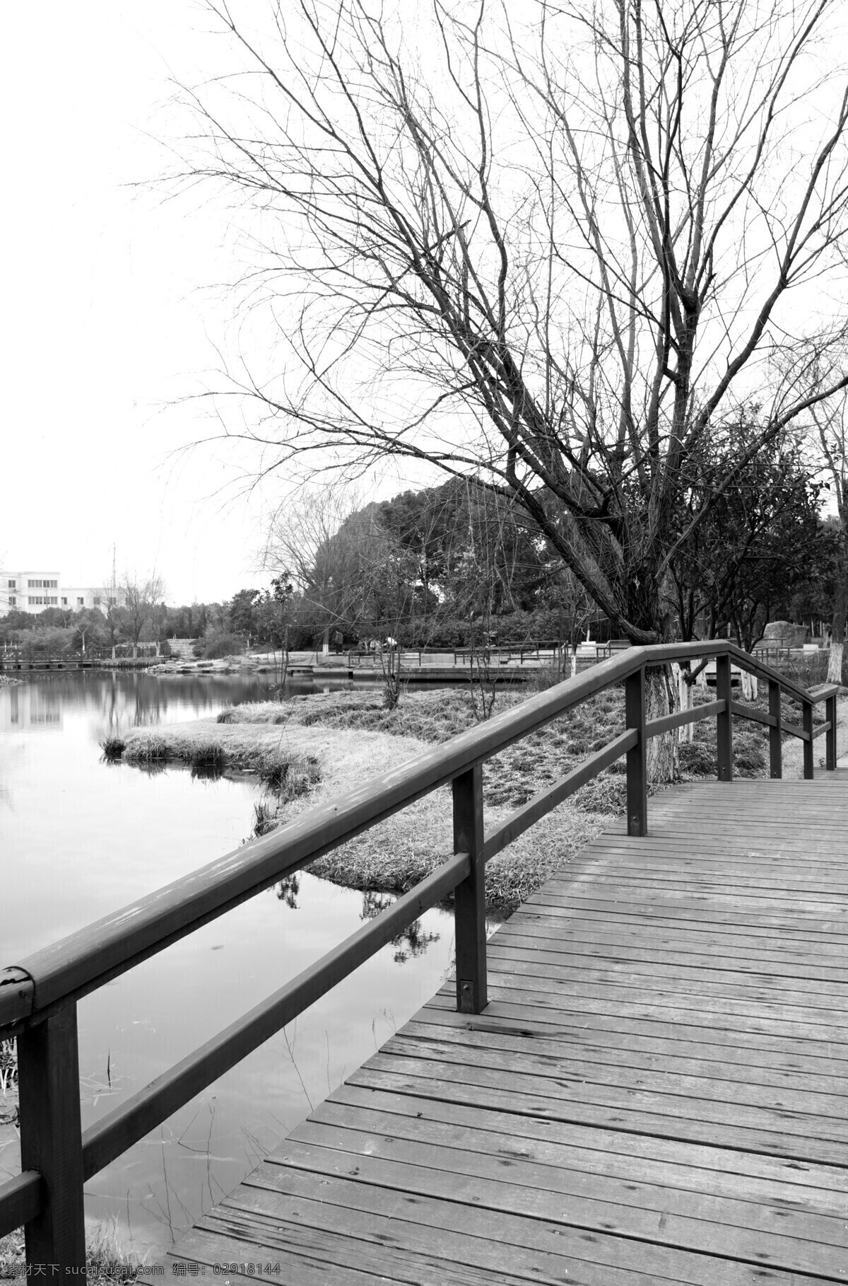 古树公园 黑白 树 古树 银杏 冬天 萧条 自然风景 自然景观
