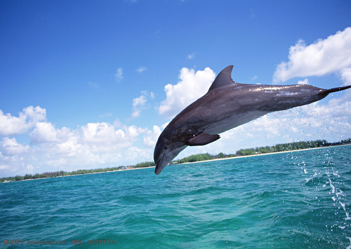 跳跃 海豚 动物世界 生物世界 海底生物 海洋生物 大海 水中生物