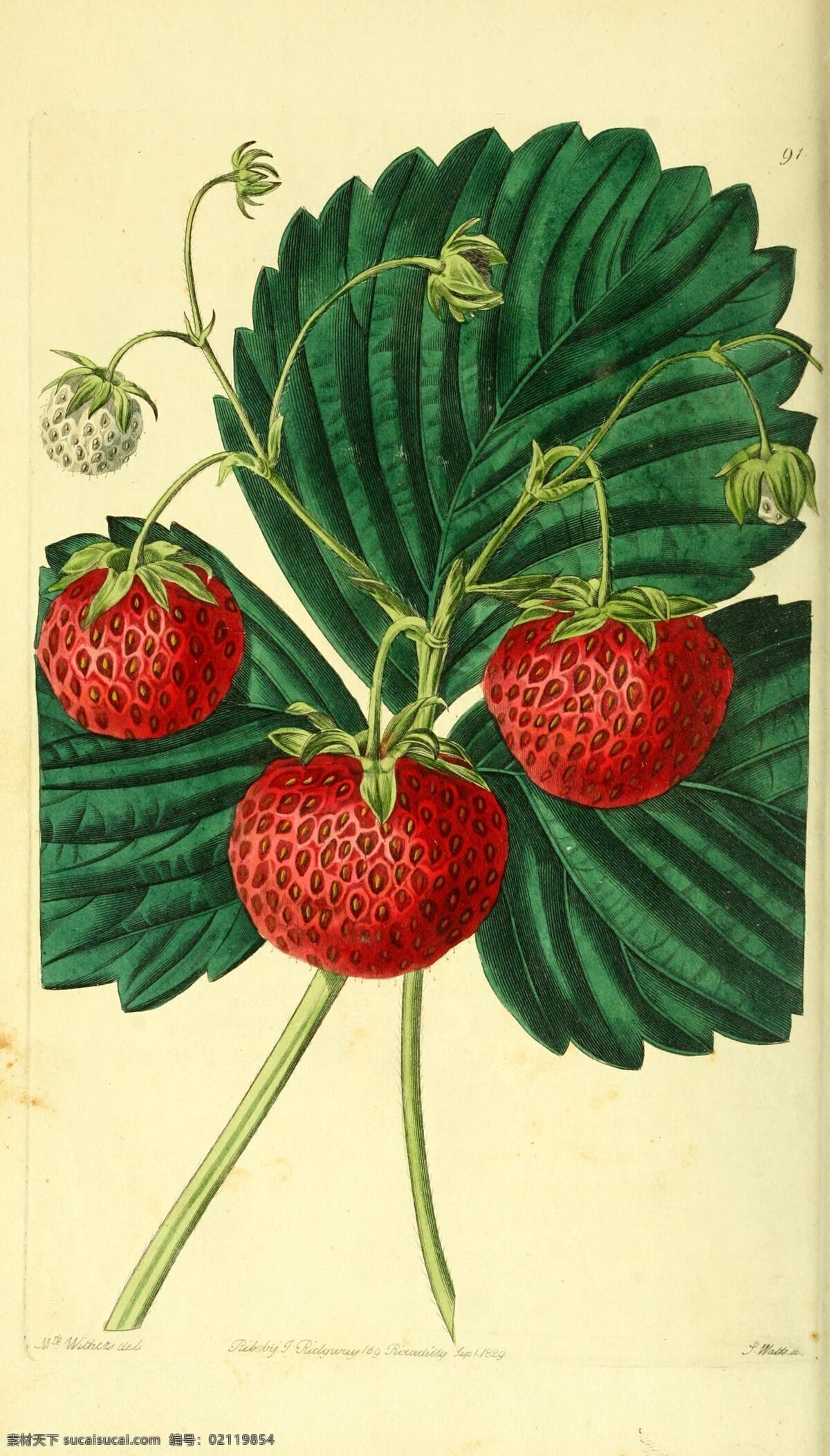 红色草莓插画 植物插画绘制 写实水果插画 写实插画 水果插画 植株插画 插画图片