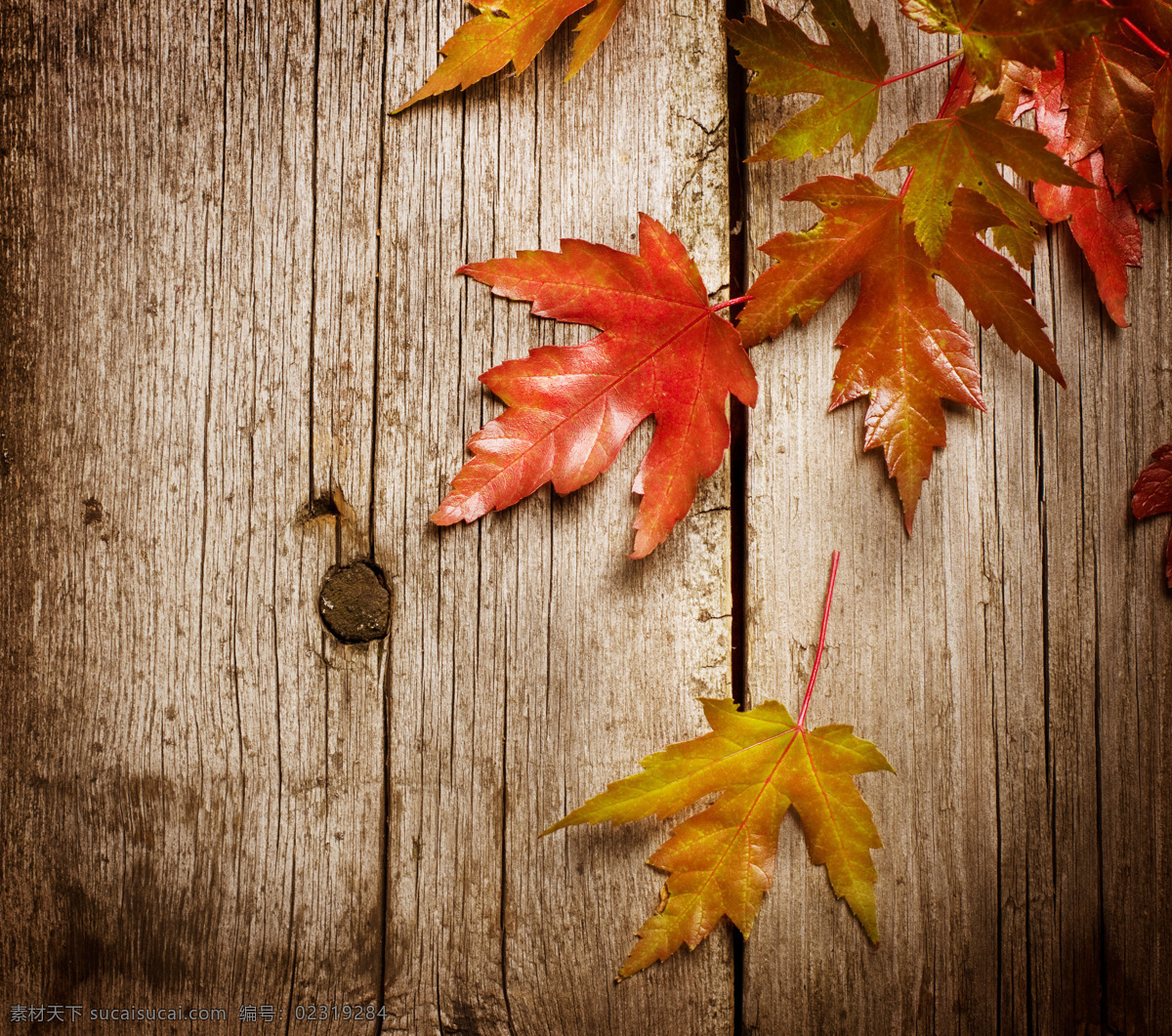 秋天 落叶 背景 季节 木质背景 花草树木 生物世界