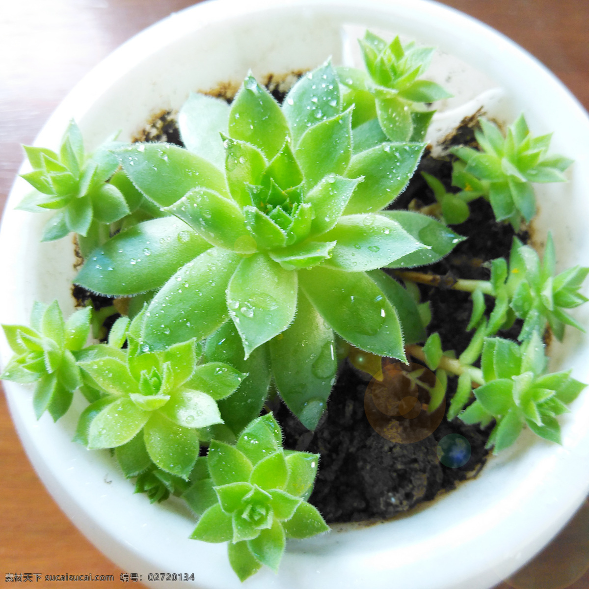 绿色 植物 多肉 夏天 观音莲 生物世界 花草