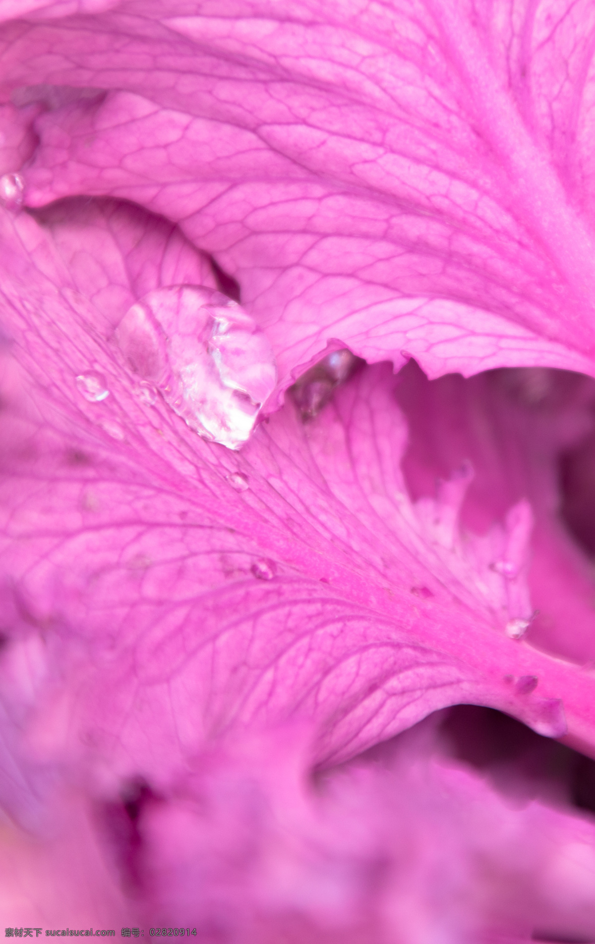 露 珠粉 紫色 植物 背景 露珠 粉色 植物背景 水珠 水滴 水