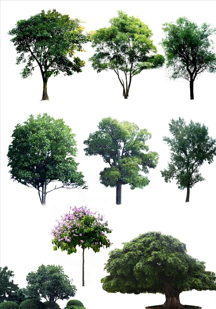 树木植物 植物绿化 树木集合 各种树 树集合 绿化树木 树木素材 树木元素 景观树木 树干树木 树叶 植物树木 生物世界 树木树叶