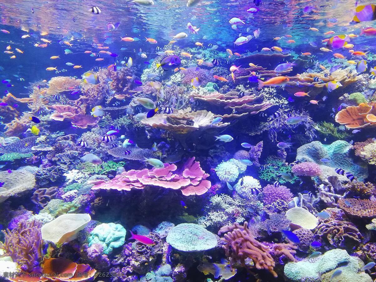 珊瑚 上 鱼类 学校 海底世界 鱼摄影 鱼 海洋景观 大海 海鱼 海洋馆 海洋世界 海洋 海底总动员 海底背景 海洋背景 水族馆 水族世界 深海鱼宫 水下世界 海底鱼 海底生物 鱼群 观赏鱼 生物世界 海洋生物 海